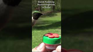 LEARN HOW to Attract Hummingbirds This CLOSE [upl. by Fleisig11]