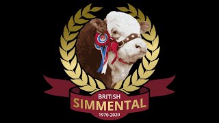 Sale of Simmental Bulls at Stirling on Monday 21st October 24 approx 12 noon [upl. by Tigram]