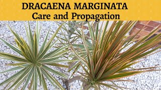 Dracaena Marginata Care and Propagation [upl. by Anecusa]