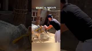 ¿Crees en la amistad entre humanos y animales Mira este video youtubeshorts [upl. by Nichola888]