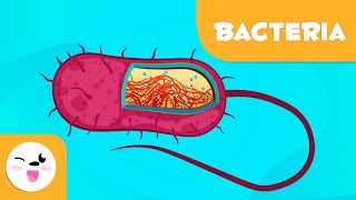 What are bacteria  Science for Kids [upl. by Sommers534]