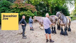 TRAILER 1’ Loten van twee Belgische trekpaarden  ikwashierlive op Jaarmarkt Lembeek [upl. by Acinoda385]