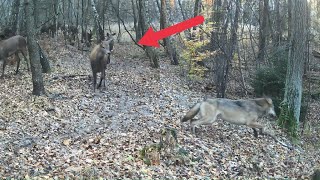 Reakcja jeleni na obecność wilków w lesie [upl. by Natye]