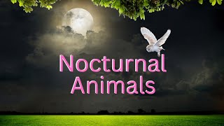 Nocturnal Animals for kids [upl. by Hairu]