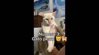 Top 5 Gatos más Conchesumadre😺 [upl. by Adle]