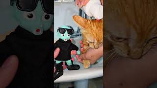 RESCATE un GATITO 😺 de la CALLE 🥰 adopta gatitos cute shorts viral funny rescateanimal fyp [upl. by Ttnerb]