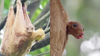 Natures Gliders The Enchanting Colugo Family [upl. by Christmann]