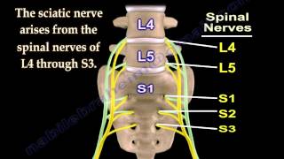 Sciatic Nerve  Anatomy  3D animation  Everything You Need To Know  Dr Nabil Ebraheim [upl. by Mclaughlin]