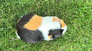 Pig pig like’s the Grass🐹🐹🐹￼ [upl. by Nitnilc]