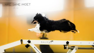 Nike  Same  Moët Border Collie amp Shelties  Agility [upl. by Meehyrb]