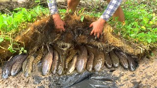 Unique Mud Fishing Video Find amp Catch Snakehead Fish and Catfish Form Mud in Small Pond [upl. by Aserehs]