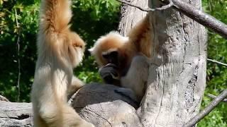 White handed Gibbon family What is baby going to do Baby full of energy [upl. by Hellene]