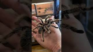 Handling My Curly Hair Tarantula Tliltocatl albopilosum 🕸🕷shorts [upl. by Caresa]