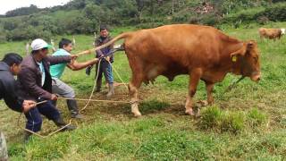 PARTO DE UNA VACA CON DIFICULTAD EN COHECHÁN ¿CÓMO SE AYUDÓ  PARTE 3 [upl. by Tavis]