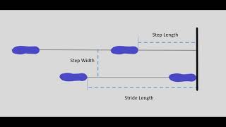 Understanding the Basics of Gait [upl. by Merridie912]