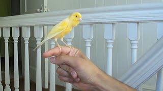 Canary singing on my hand [upl. by Aneelas816]