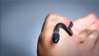 Black African House Snake Babies [upl. by Deeas]