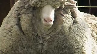 Wooliest sheep survives unshorn for six years [upl. by Doownelg]