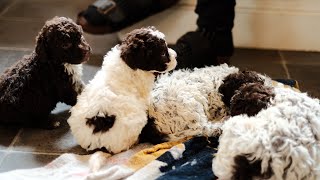 Lagotto Puppies 5 weeks old [upl. by Porte]