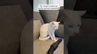 How cats react to vacuum cleaners🤣cat catsoftiktok funnycat vacuum fyp [upl. by Gnek856]