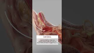 Ear Wax ear biology medical anatomy [upl. by Avika751]