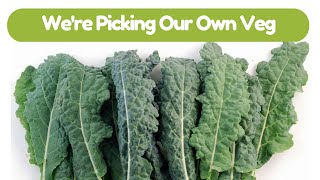 We Are Picking Our Veg For Dinner Vlog [upl. by Deanne]