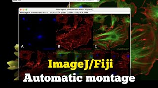 How to make automatic montage in Fiji  How to arrange microscope images in ImageJ Magicmontage [upl. by Allyce478]