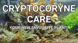 Cryptocoryne Care Guide  Crypt Melt Planting Trimming And Propagating Your Crypts [upl. by Oramlub]