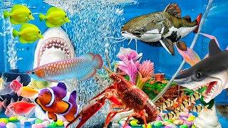 Collection of Cute Animals Cat fish Betta Fish NeonDragon Fish Glofish Red lobster Shark fish [upl. by Judah]