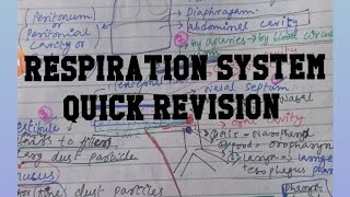 Respiration System Anatomy and PhysiologyQuick Revision [upl. by Iey]