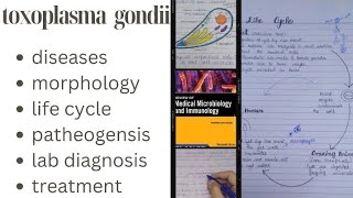 Toxoplasma gondii Toxoplasmosis life cycle of toxoplasma gondii [upl. by Adalia]