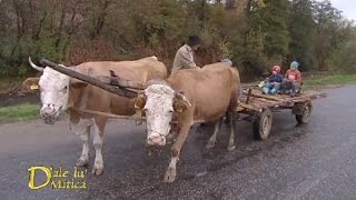 De ce li se pun botniţe vacilor care trag căruţa D’ale lu’ Mitică [upl. by Yeslehc]