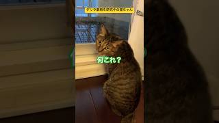 ゲリラ豪雨が降ってきたので仕組みを研究中の猫ちゃんです cat うちのねこ 猫のいる暮らし [upl. by Eiznekcm]