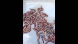 Wild caught Maine Bloodworms for fishing bait [upl. by Dupre]