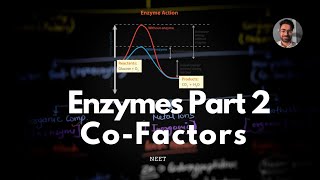 Enzymes Part 2 Co factors The Helping Hands of Enzymes NCERT Biomolecules amp NEET UG [upl. by Therese]