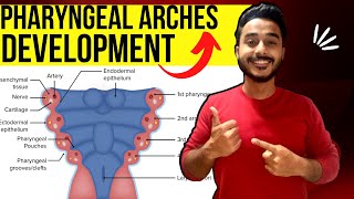 pharyngeal arches development embryology  development of pharyngeal arches derivative embryology [upl. by Ynnad460]