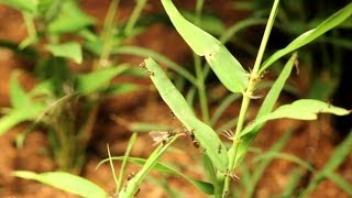 2014 Huge Ant Nuptial Flight Tetramorium caespitum [upl. by Erland841]