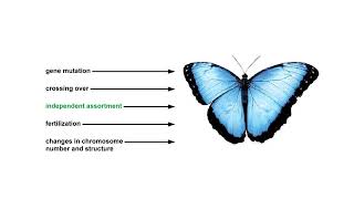 Sources of genotype variation Animation [upl. by Neeka828]