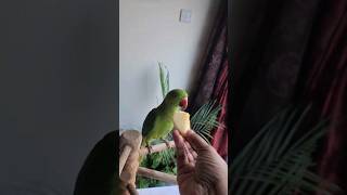 Cute Mittu Eating Apple mittu eating shorts parrot cuteparrot [upl. by Yeo]