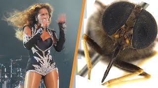 8 Celebrity Animals You Need To See [upl. by Ori]