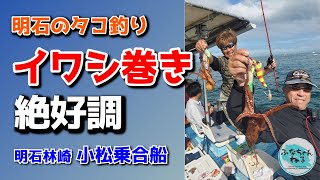 【明石タコ釣り】5月大潮回り（1日潮） 傾向と対策がズバリ的中！イワシ巻き絶好調 [upl. by Jenne]