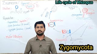 84 Life Cycle of Rhizopus  Zygomycota  Fsc Biology class 11 [upl. by Cornel]