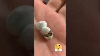 Lizard eggs hatch Story🤗 [upl. by Neetsirk]