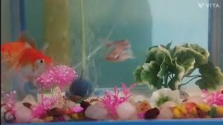 My home fish tank😀😀 [upl. by Cooe566]