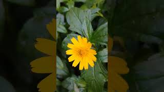 Wedelia trilobata flowers gardenlove gardeninggarden nature [upl. by Madel]