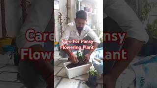 How to grow amp Care For Pansy Flowering PlantPlantWala2024 flowers plants gardening shorts [upl. by Brause]