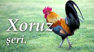 Xoruz şeiri 🐓 Abdulla Şaiq 🐔 Ay pipiyi qan xoruz [upl. by Eibrik]