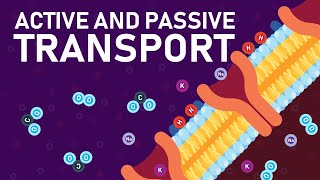 Plant Nutrition and Transport [upl. by Rrats]