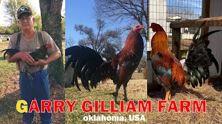 GARRY GILLIAM Game Farm ROUNDHEADS and SUPERHATCH Big farm breeding chicken farming [upl. by Bbor]