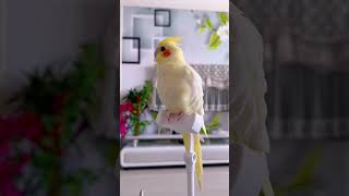 কথা বলা ককাটেল পাখি  kokatel pakhi talkingbird [upl. by Avivah]